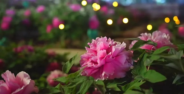 【寵粉互動】結(jié)果揭曉！快來欣賞粉絲們的“大作”！