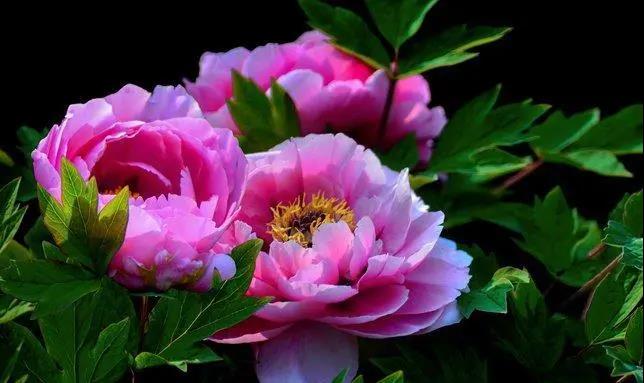 【“豫”見(jiàn)高端 “洛”賞牡丹】您有一封來(lái)自凌宇汽車的邀請(qǐng)函，請(qǐng)查收！