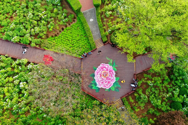 豫見(jiàn)高端，洛賞牡丹，錯(cuò)過(guò)等一年