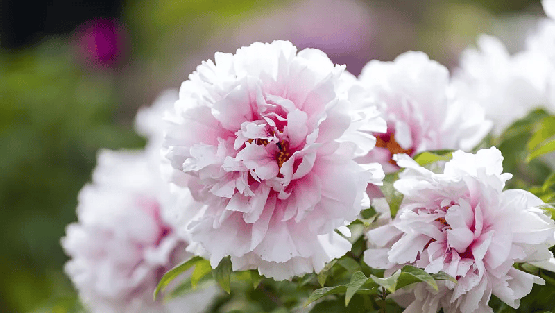 牡丹綻妍 譜寫(xiě)新篇——中集攪拌邀您游洛陽(yáng)，賞牡丹，品樣車(chē)，觀產(chǎn)線